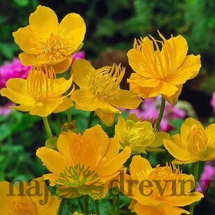 Žltohlav čínsky Golden Queen, v črepníku 1,5l Trollius chinensis Golden Queen