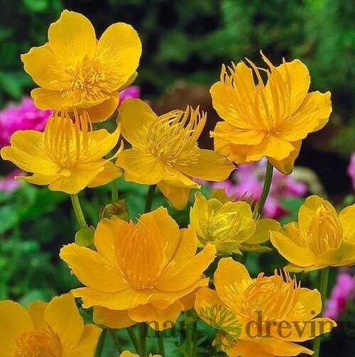 Žltohlav čínsky Golden Queen, v črepníku 1,5l Trollius chinensis Golden Queen