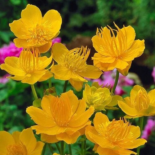 Žltohlav čínsky Golden Queen, v črepníku 1,5l Trollius chinensis Golden Queen