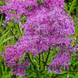 Žltuška Black Stockings 20/40 cm v črepníku 2l Thalictrum ‘Black Stockings‘