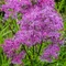 Žltuška Black Stockings 20/40 cm v črepníku 2l Thalictrum ‘Black Stockings‘