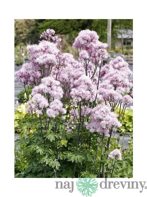 Žltuška NIMBUS PINK ‘TNTNW‘ 20/40 cm v črepníku 2l Thalictrum NIMBUS PINK ‘TNTNW‘