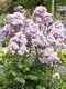Žltuška NIMBUS PINK ‘TNTNW‘ 20/40 cm v črepníku 2l Thalictrum NIMBUS PINK ‘TNTNW‘