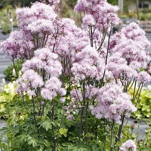 Žltuška NIMBUS PINK ‘TNTNW‘ 20/40 cm v črepníku 2l Thalictrum NIMBUS PINK ‘TNTNW‘