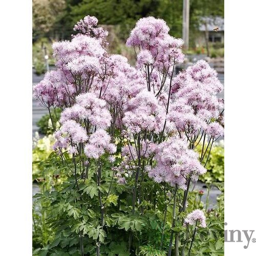 Žltuška NIMBUS PINK ‘TNTNW‘ 20/40 cm v črepníku 2l Thalictrum NIMBUS PINK ‘TNTNW‘