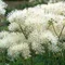 Žltuška NIMBUS WHITE ‘TNTNW‘ 20/40 cm v črepníku 2l Thalictrum NIMBUS WHITE ‘TNTNW‘