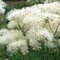 Žltuška NIMBUS WHITE ‘TNTNW‘ 20/40 cm v črepníku 2l Thalictrum NIMBUS WHITE ‘TNTNW‘