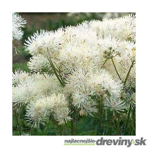 Žltuška NIMBUS WHITE ‘TNTNW‘ 20/40 cm v črepníku 2l Thalictrum NIMBUS WHITE ‘TNTNW‘