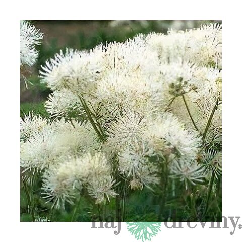 Žltuška NIMBUS WHITE ‘TNTNW‘ 20/40 cm v črepníku 2l Thalictrum NIMBUS WHITE ‘TNTNW‘