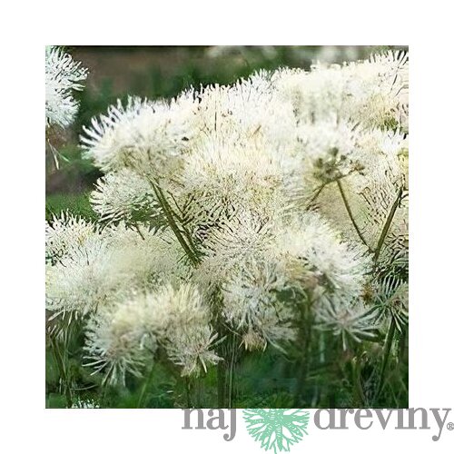Žltuška NIMBUS WHITE ‘TNTNW‘ 20/40 cm v črepníku 2l Thalictrum NIMBUS WHITE ‘TNTNW‘