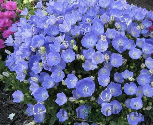 Zvonček karpatský “Blaue Clips” 10/15 cm, v črepníku P9 Carpanula carpatica