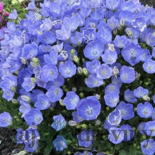 Zvonček karpatský “Blaue Clips” 10/15 cm, v črepníku P9 Carpanula carpatica