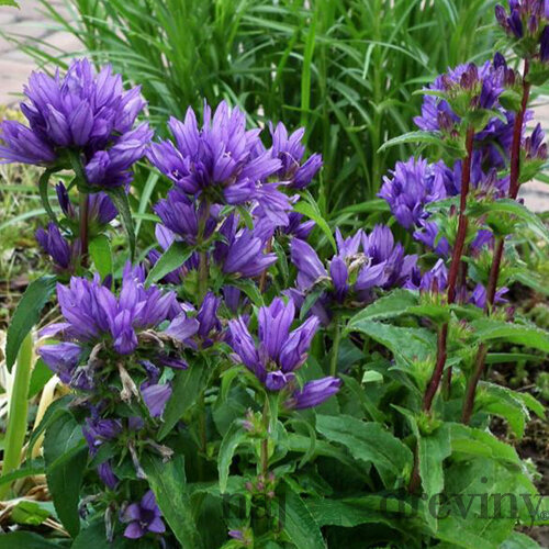 Zvonček klbkatý Acaulis, v črepníku 1,5l Campanula Glomerata Acaulis