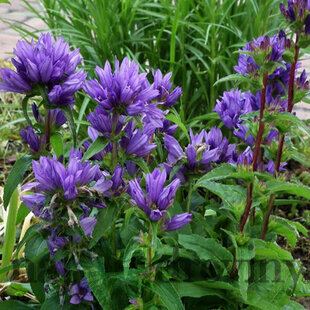 Zvonček klbkatý Acaulis, v črepníku 1,5l Campanula Glomerata Acaulis