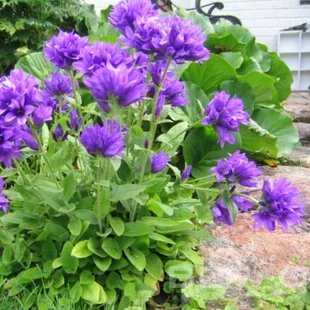 Zvonček klbkatý Acualus, v črepníku P9 Campanula glomerata