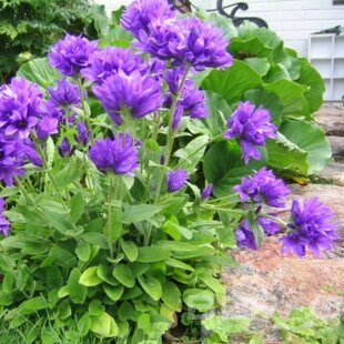 Zvonček klbkatý Acualus, v črepníku P9 Campanula glomerata