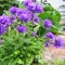 Zvonček klbkatý Acualus, v črepníku P9 Campanula glomerata