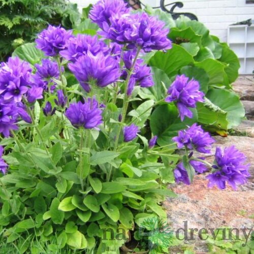 Zvonček klbkatý Acualus, v črepníku P9 Campanula glomerata