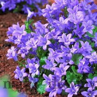 Zvonček skalničkový, výška 10/15 cm, v črepníku Campanula portenschlagiana