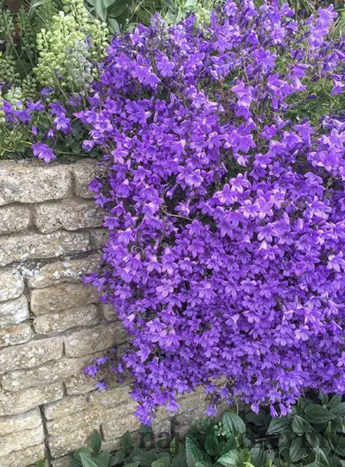 Zvonček Sklaničkový, v črepníku campanula portenschlagiana