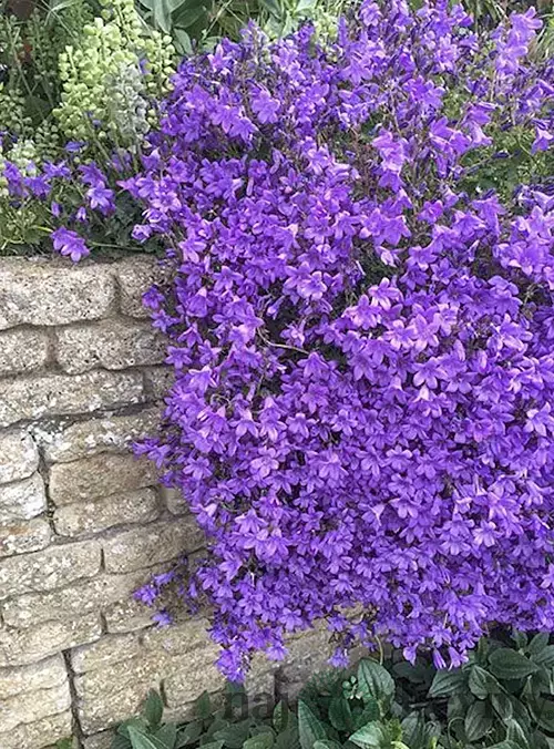 Zvonček Sklaničkový, v črepníku campanula portenschlagiana