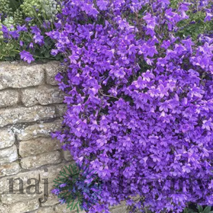 Zvonček Sklaničkový, v črepníku campanula portenschlagiana