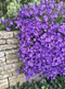 Zvonček Sklaničkový, v črepníku campanula portenschlagiana
