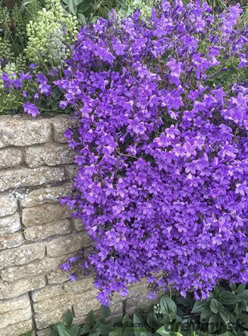 Zvonček Sklaničkový, v črepníku campanula portenschlagiana