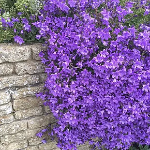 Zvonček Sklaničkový, v črepníku campanula portenschlagiana