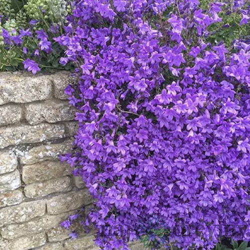 Zvonček Sklaničkový, v črepníku campanula portenschlagiana