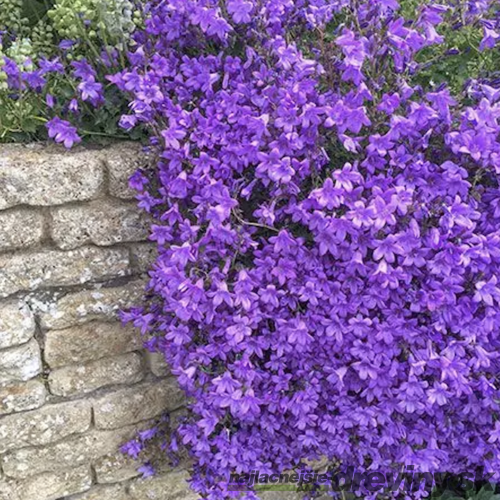 Zvonček Sklaničkový, v črepníku campanula portenschlagiana