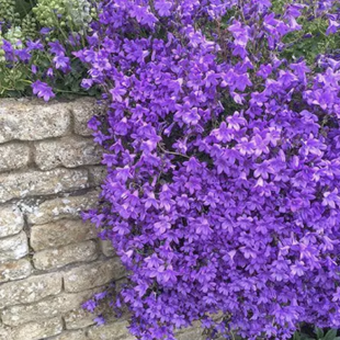 Zvonček Sklaničkový, v črepníku campanula portenschlagiana