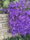 Zvonček Sklaničkový, v črepníku campanula portenschlagiana