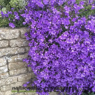 Zvonček Sklaničkový, v črepníku campanula portenschlagiana