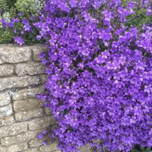 Zvonček Sklaničkový, v črepníku campanula portenschlagiana